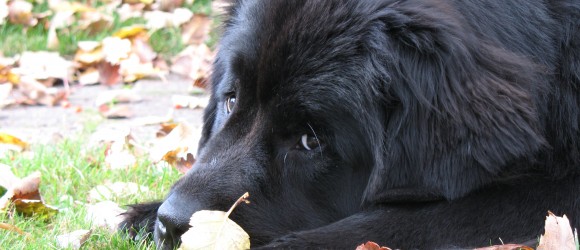 Dog Dog